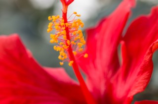 Ibisco - Hibiscus fam Malvaceae