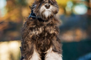 Schnauzer nano - Terrier