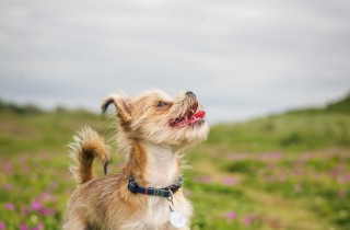 L'oroscopo canino