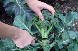 Coltivare i broccoli calabresi: 11 consigli utili