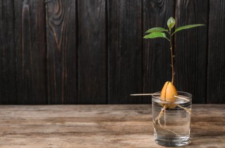Come coltivare l'avocado: 11 consigli utili