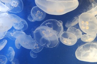 Punture di medusa: cosa fare e le soluzioni naturali per alleviare il bruciore