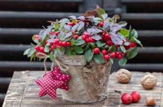 Piante natalizie con bacche rosse: nomi e foto bellissime