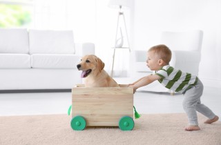 5 cose che puoi fare affinché il tuo cane accetti la presenza di un bambino