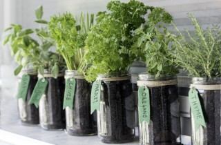 5 erbe aromatiche perenni da coltivare in casa e sfruttare tutto l'anno