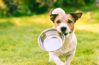 10 regole per la dieta del tuo cane