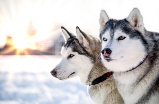 5 razze di cani che amano la neve