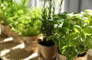 Quali sono le piante aromatiche da tenere in casa