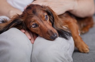 I cani possono soffrire di ansia da separazione?