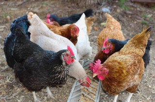 Mangiatoia per galline fai da te