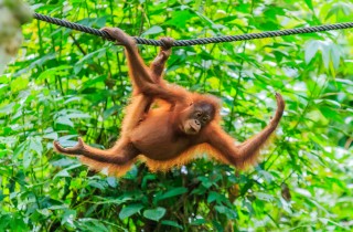 5 cose devi sapere sugli oranghi, animali in via di estinzione