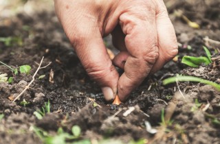 Cosa piantare ad ottobre nell'orto (per uno stile di vita più sano)