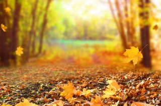 Frasi sulle foglie d'autunno: le più belle