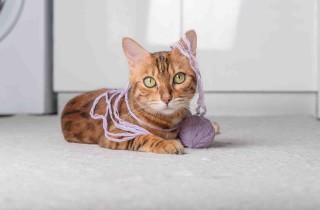Perché i gatti giocano con i gomitoli di lana?