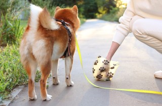 Come rendere meno sgradevole raccogliere la cacca del cane