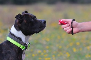 Come addestrare il cane con il clicker