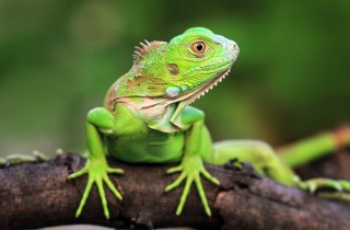 Come prenderti cura della tua iguana domestica