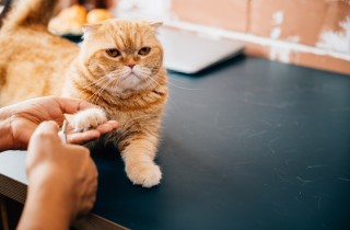 Bisogna tagliare le unghie al gatto?