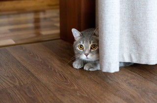 Perché i gatti si nascondono?