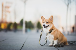 Come impedire al cane di tirare il guinzaglio