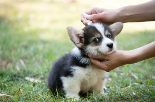 Zecche, dove possono annidarsi nel tuo cane