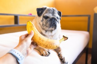 I cani possono mangiare frutta e verdura?