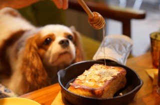 I cani possono mangiare il miele?