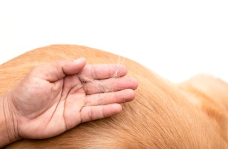 Perché il cane continua a perdere il pelo?