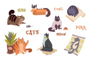 Linguaggio del corpo dei gatti: i comportamenti per cui fare attenzione