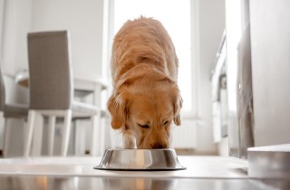 L'alimentazione del cane dallo svezzamento in poi