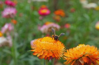 Perché selfie e foto social mettono a rischio la biodiversità