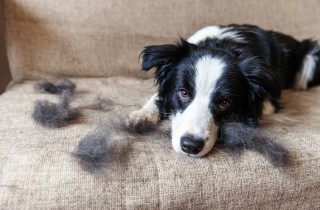 Tutto quello che devi sapere sulla muta del tuo cane