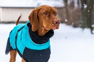 Cosa fare quando il cane ha freddo