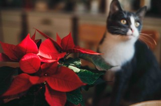 La stella di Natale è tossica per cani e gatti?