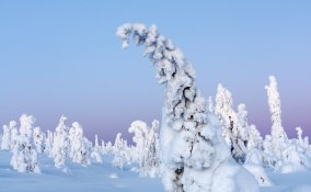 lapponia-gelo-neve-albero-foresta-ghiaccio