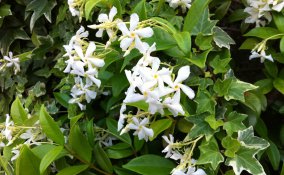 gelsomino rampicante sempreverde profumo fiori bianchi pianta curare sole