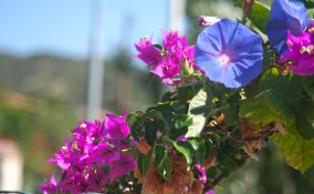 buganvilla buganvillea pianta mediterranea clima mite curare arbusto rampicante pollice verde fiori colori intensi