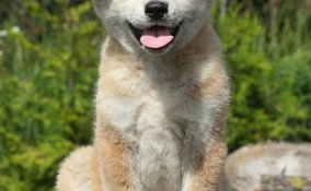 Akita Inu, cane, descrizione