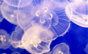 meduse mare bagno mediterraneo vacanza