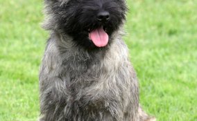Cairn Terrier, cane, descrizione