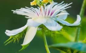 fiori della passione-passiflora-rampicante