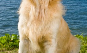 golden retriever cane razza descrizione
