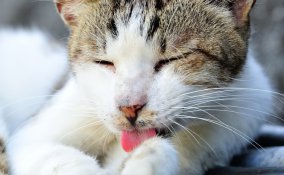 gatto pulizia leccare pelo seduta di benessere ginnastica massaggio alimentazione