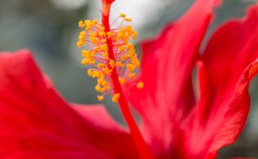 ibisco-fiori-piante