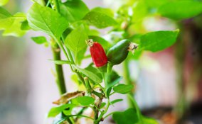 peperoncino-pianta-consigli