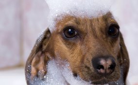 cane animale toelettatura cura igiene lavaggio bagno