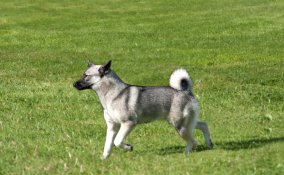 Norsk Buhund cane descrizione