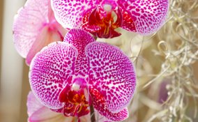 orchidea fiore pianta deodorante tonificante