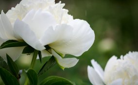 peonia-fiori