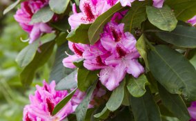 rododendro-fiori-piante